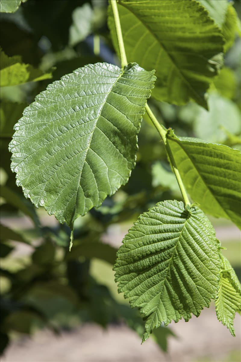 Morus alba 'Pendula'