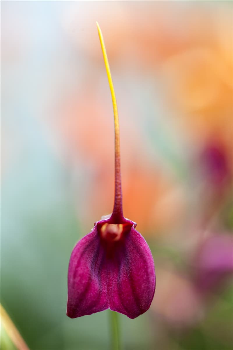 Masdevallia 'BellaVallia'®