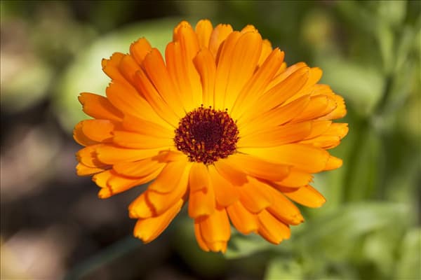 Calendula officinalis