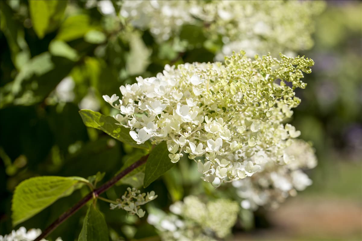 Hydrangea paniculata 'Tardiva'