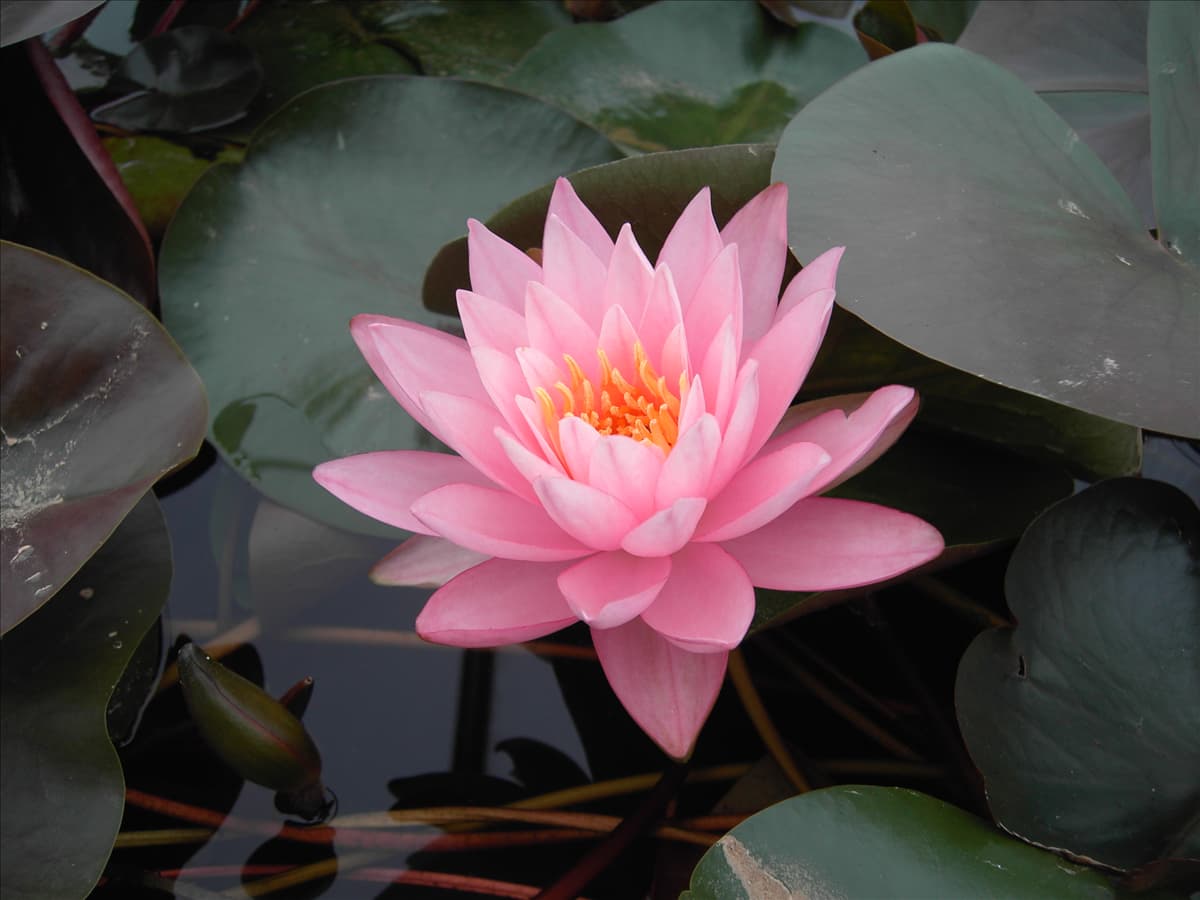 Nymphaea 'Rosennymphe'