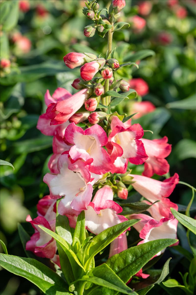 Penstemon 'PepTalk'