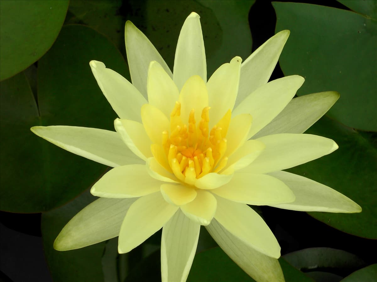 Nymphaea 'Sulphurea'