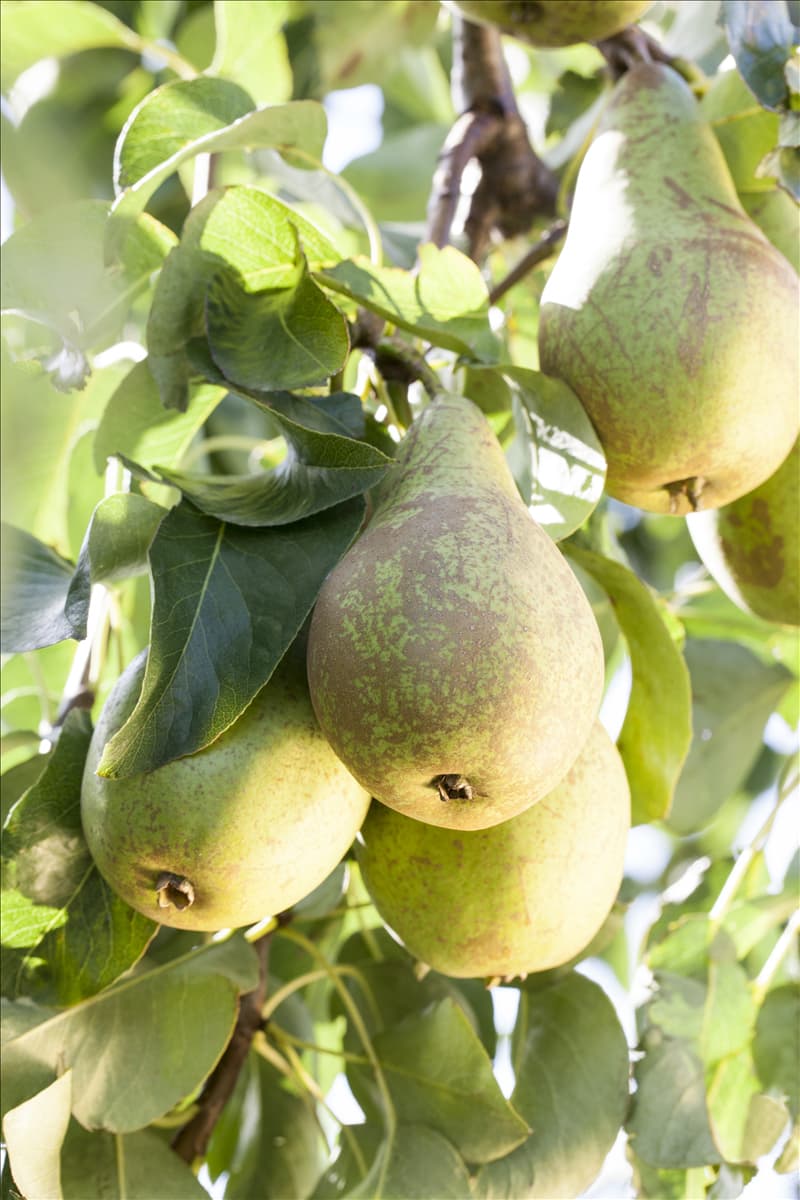 Pyrus communis 'Conference'
