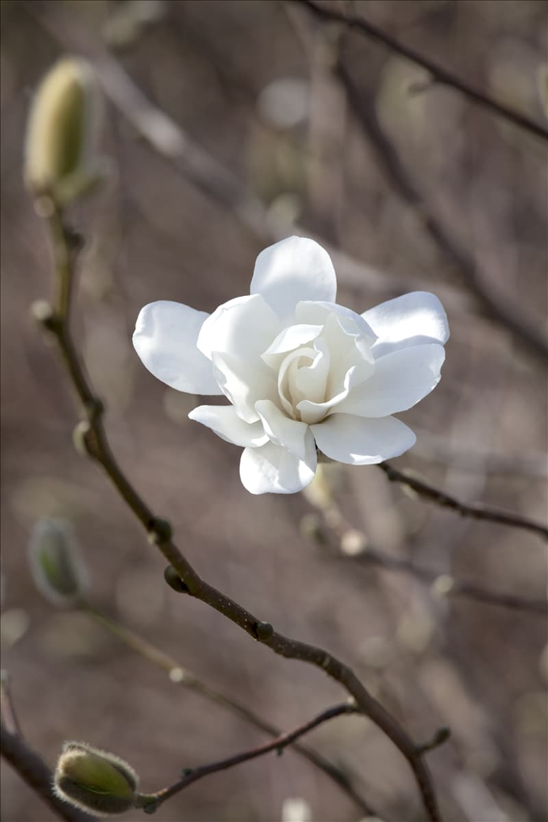 Magnolia x loebneri 'Merrill'