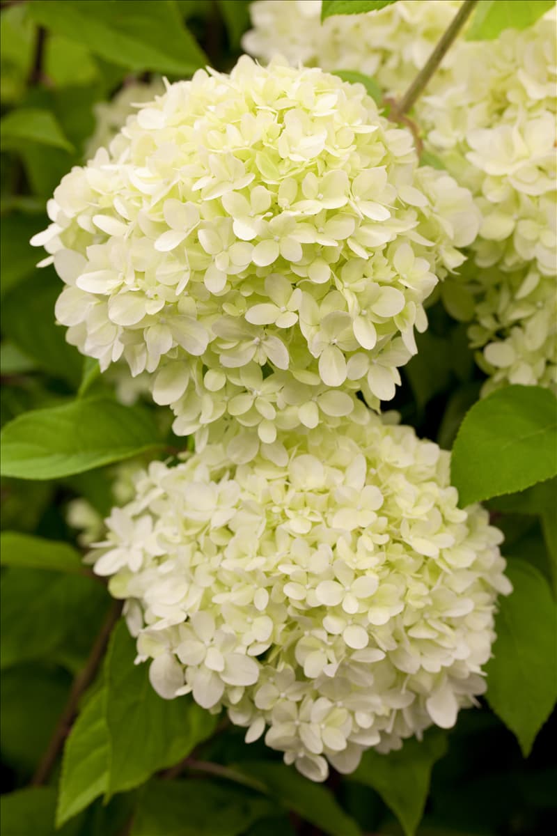 Hydrangea paniculata 'Limelight'(s)