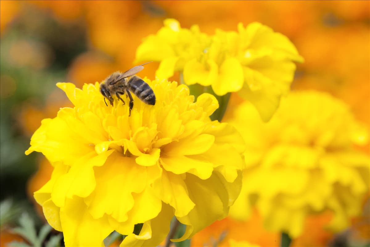Tagetes patula