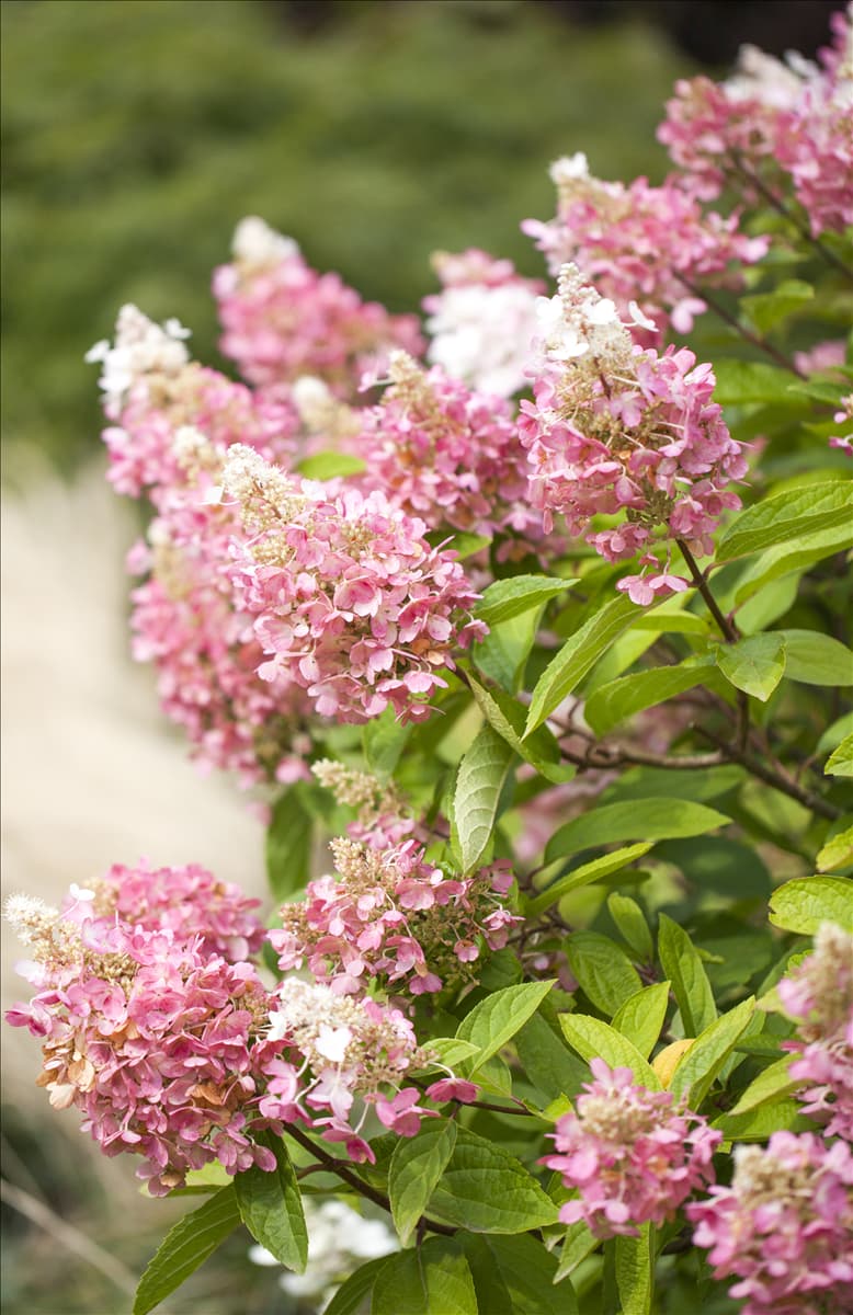 Hydrangea paniculata 'Pinky Winky'®