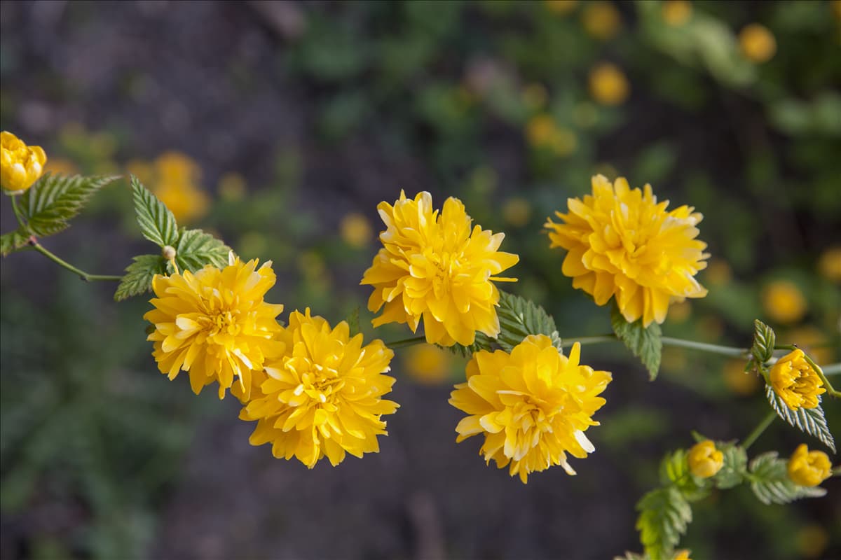Kerria japonica 'Pleniflora'