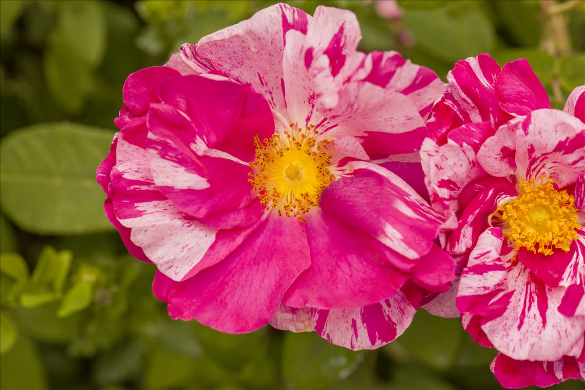 Kleinstrauchrose