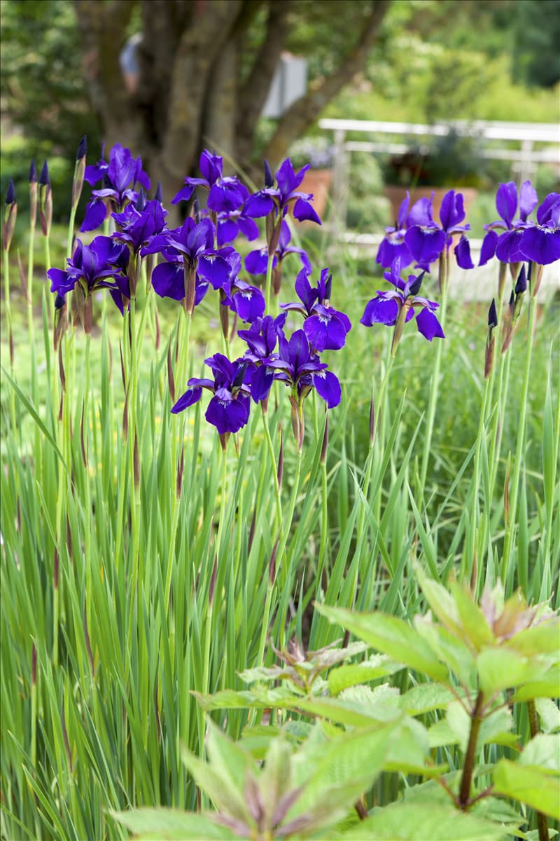 Iris sibirica 'Caesar'