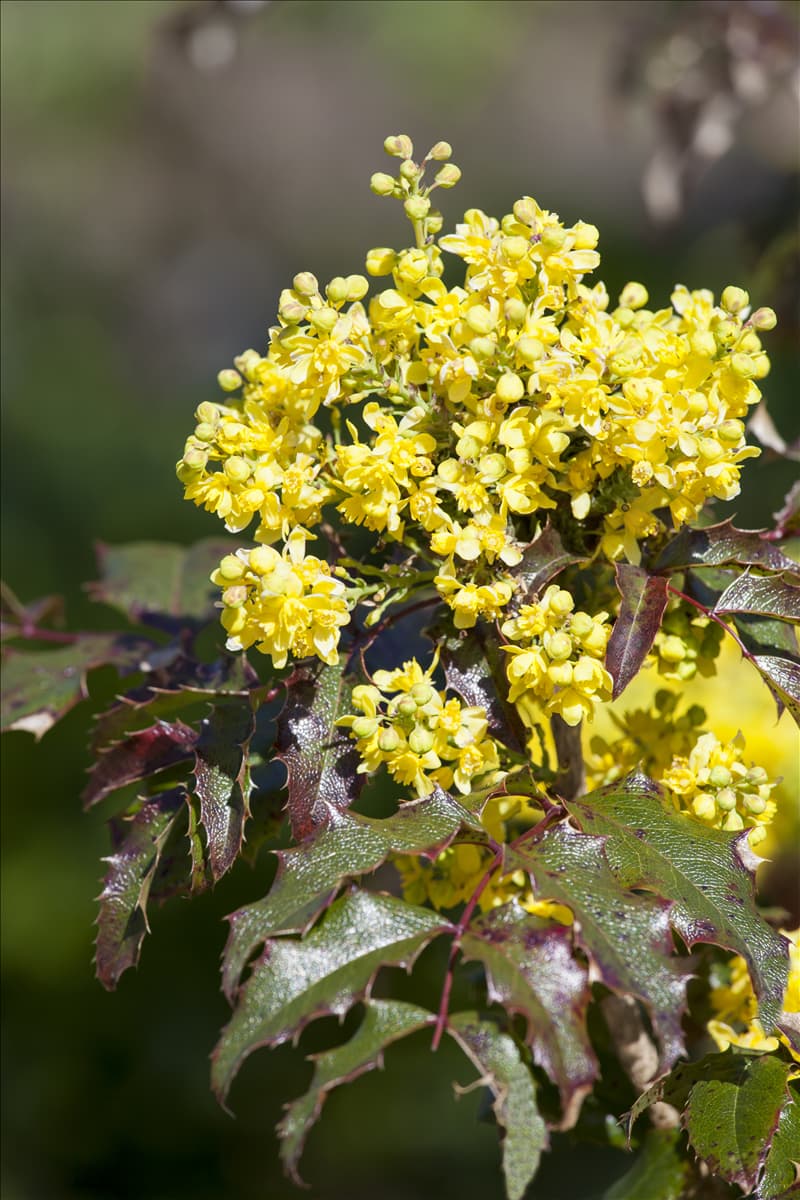 Mahonia media