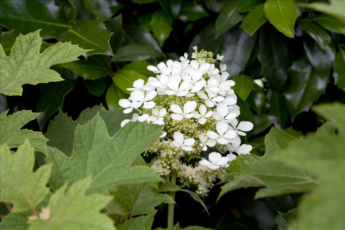 Hydrangea quercifolia