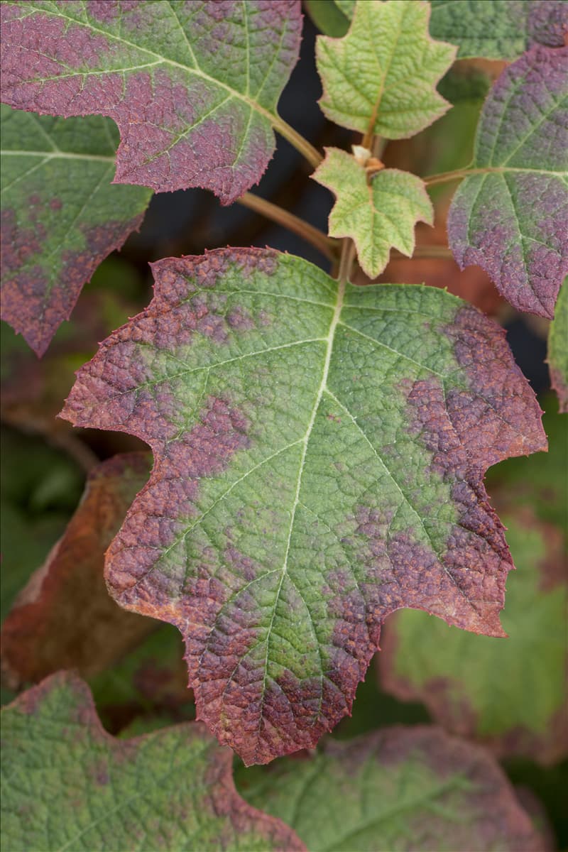 Hydrangea quercifolia 'Burgundy'