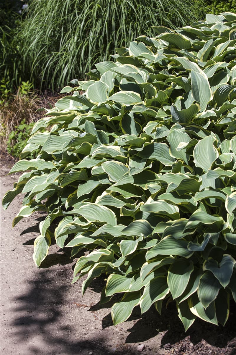 Hosta x fortunei 'Francee'
