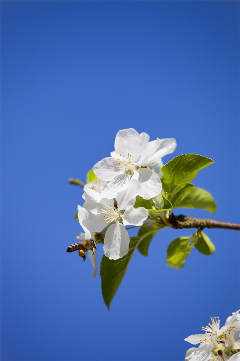 Malus 'Butterball'