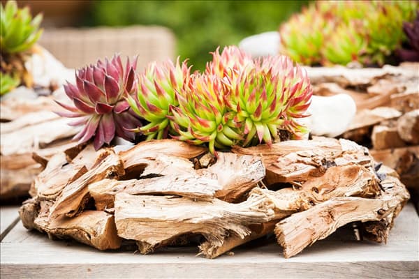 Sempervivum
