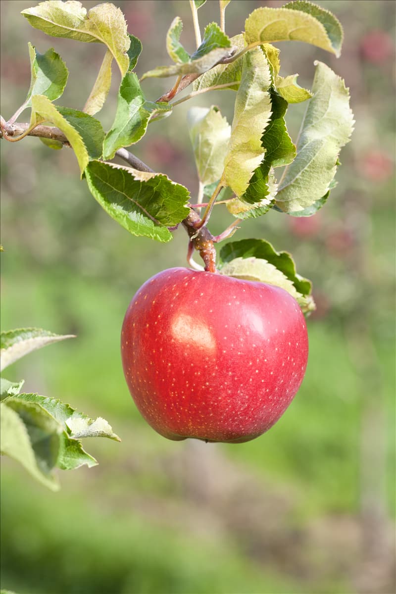 Malus domestica 'Jonagold'