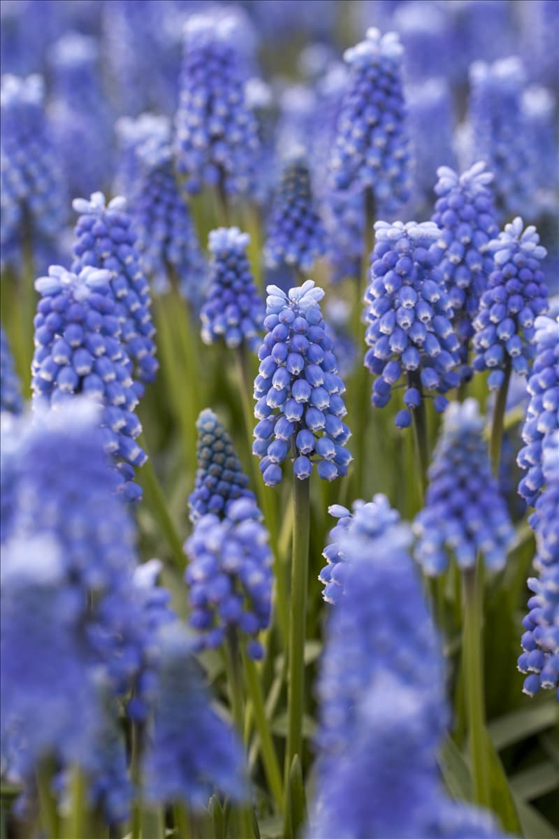 Muscari 'Blue Magic'