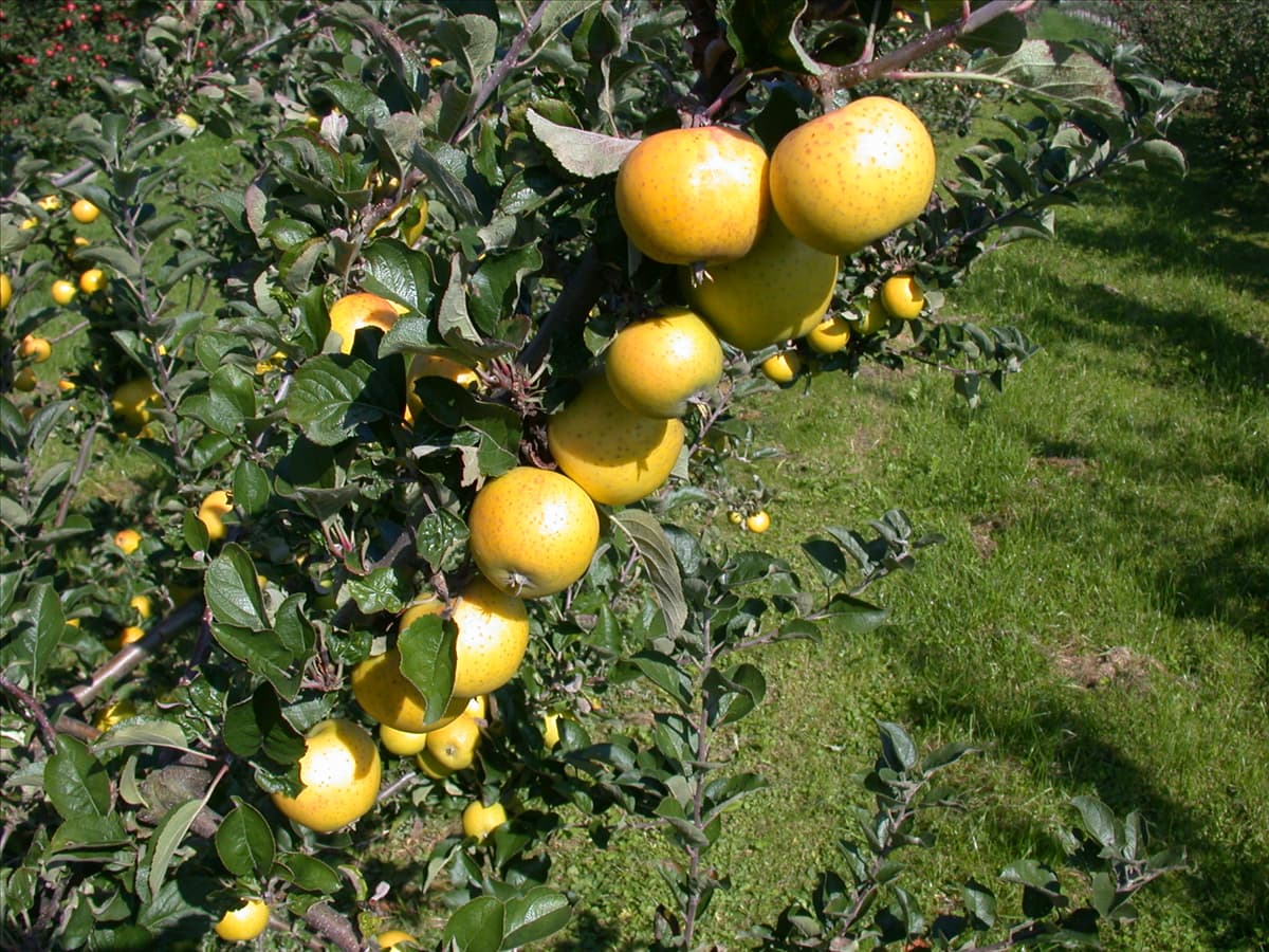 Malus domestica 'Ananas-Renette'