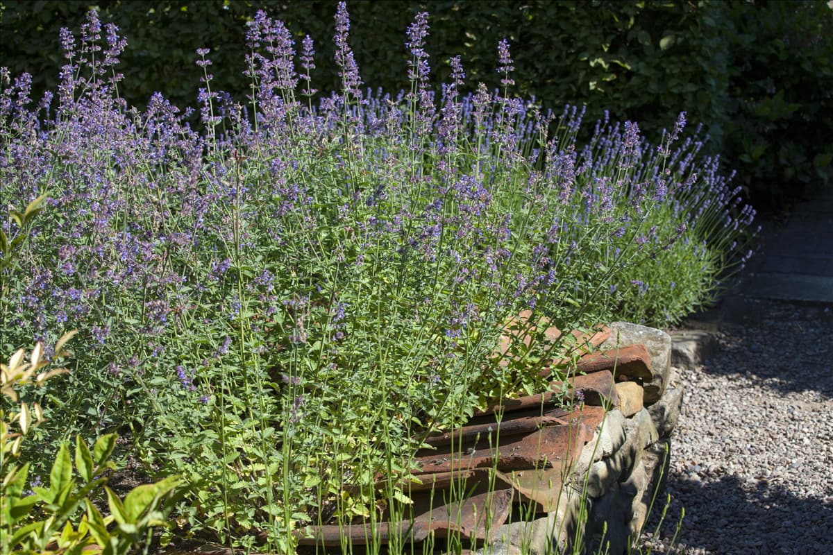Perovskia atriplicifolia