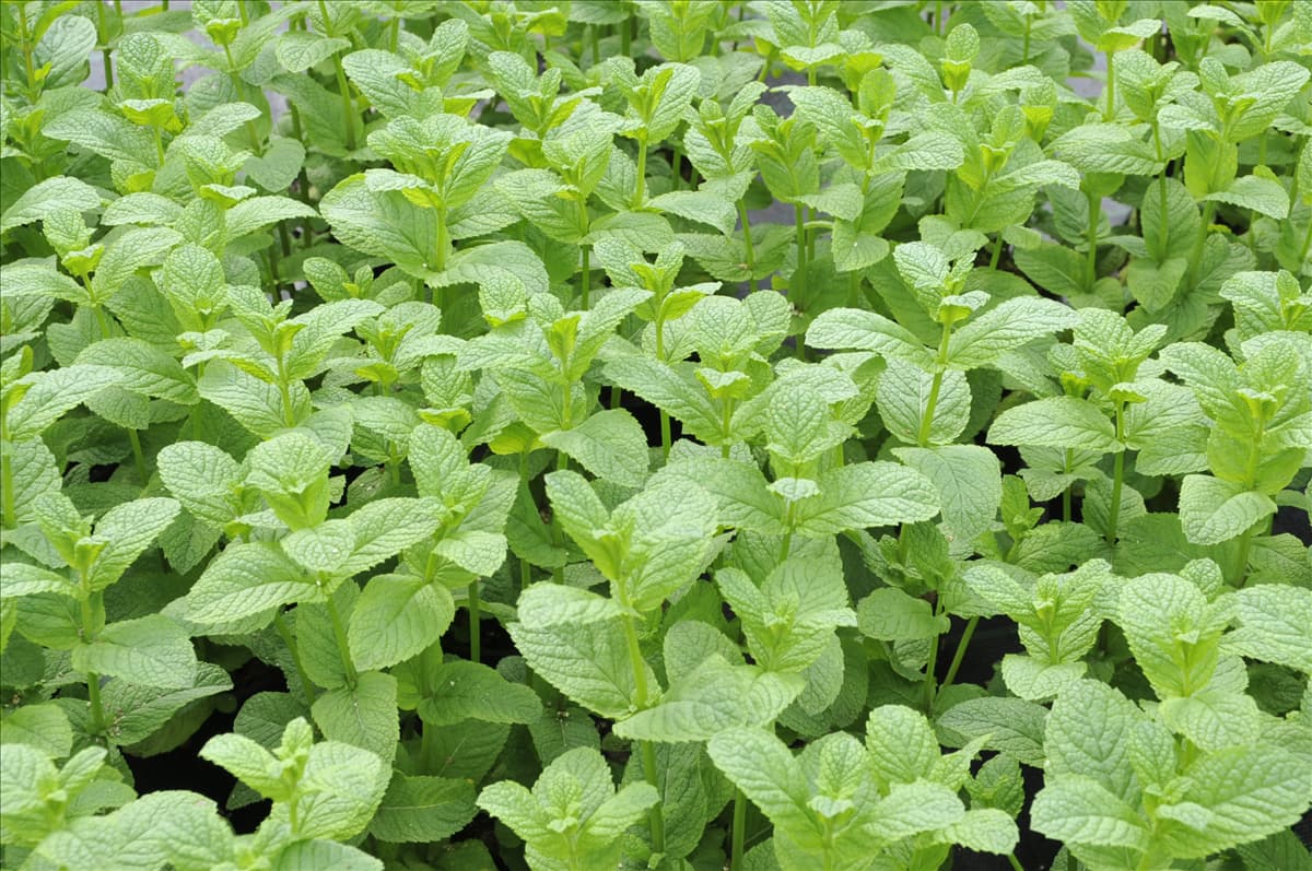 Mentha spicata 'Englische Grüne'
