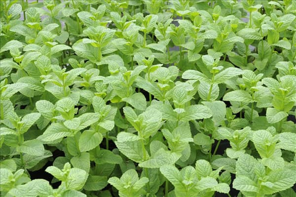 Mentha spicata 'Englische Grüne'