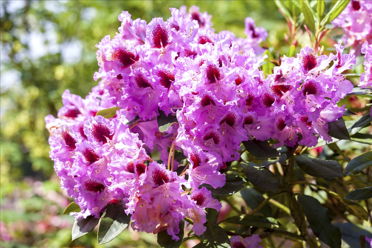 Rhododendron 'Kabarett'®