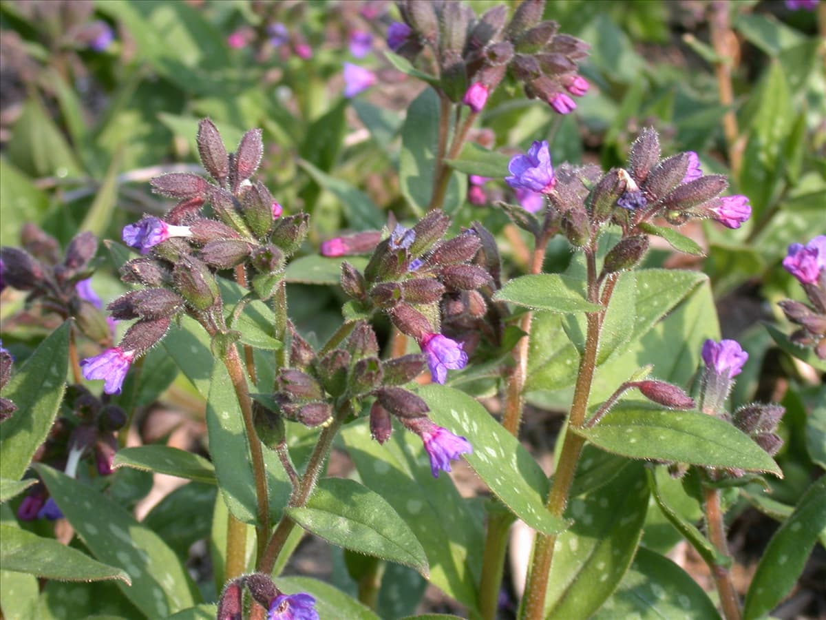 Pulmonaria saccharata 'Highdown'