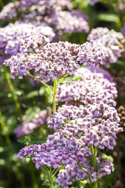 Achillea millefolium, rosa
