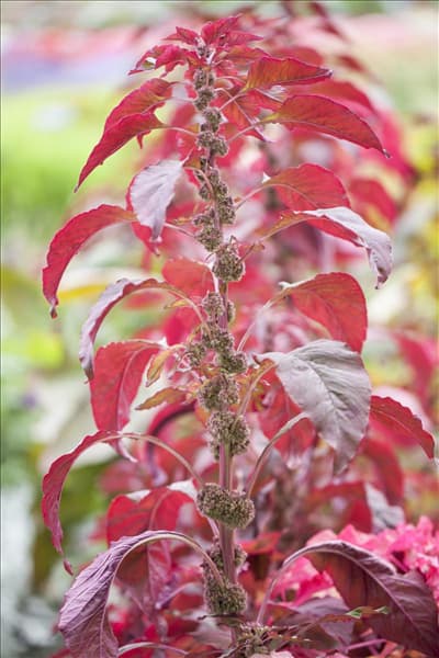 Amaranthus