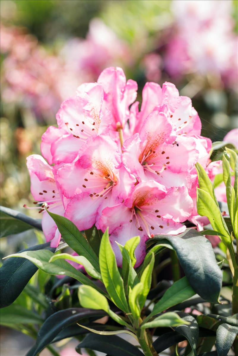 Rhododendron 'Kurfürstin Sophie'