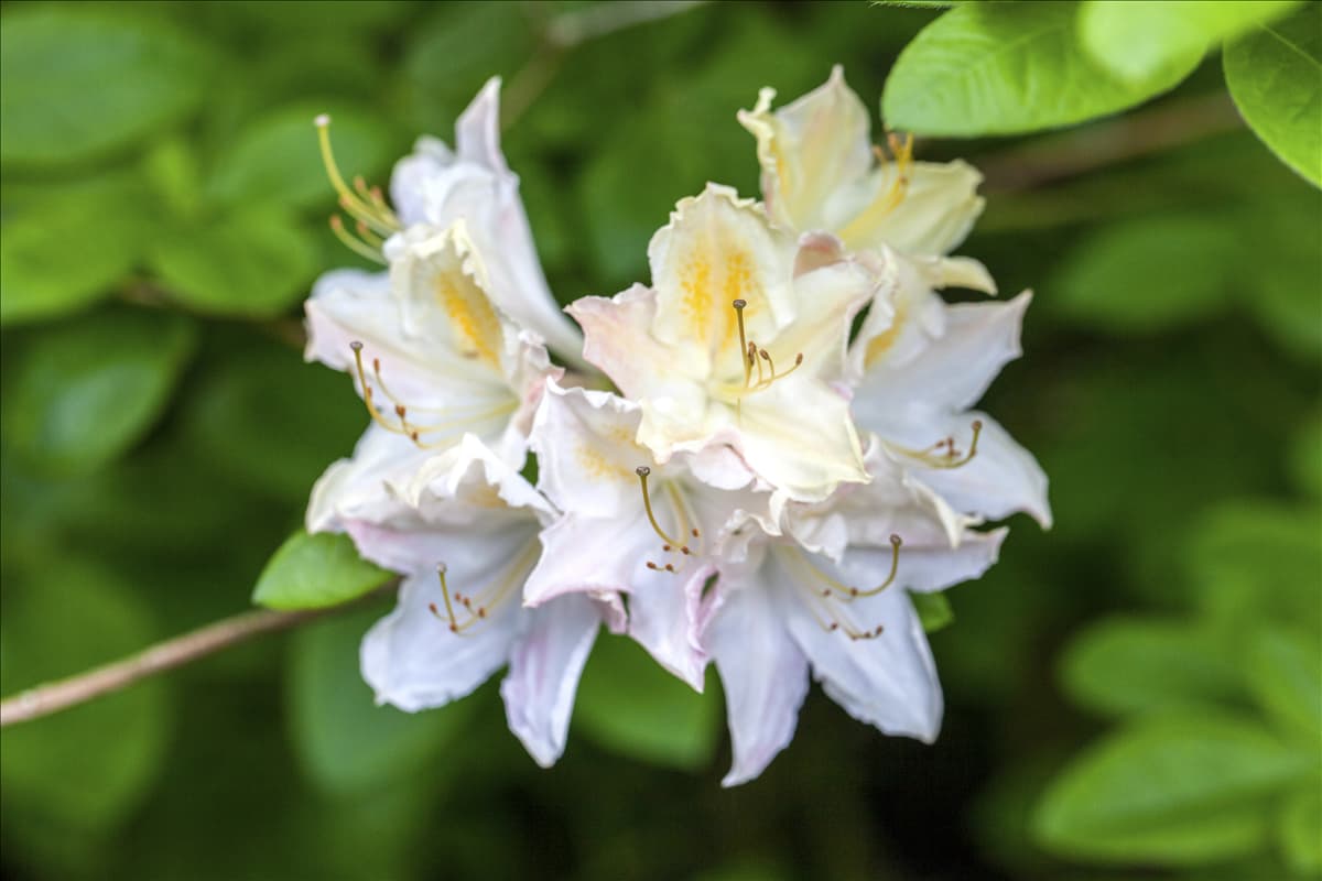 Rhododendron luteum 'Frederic de Merode'