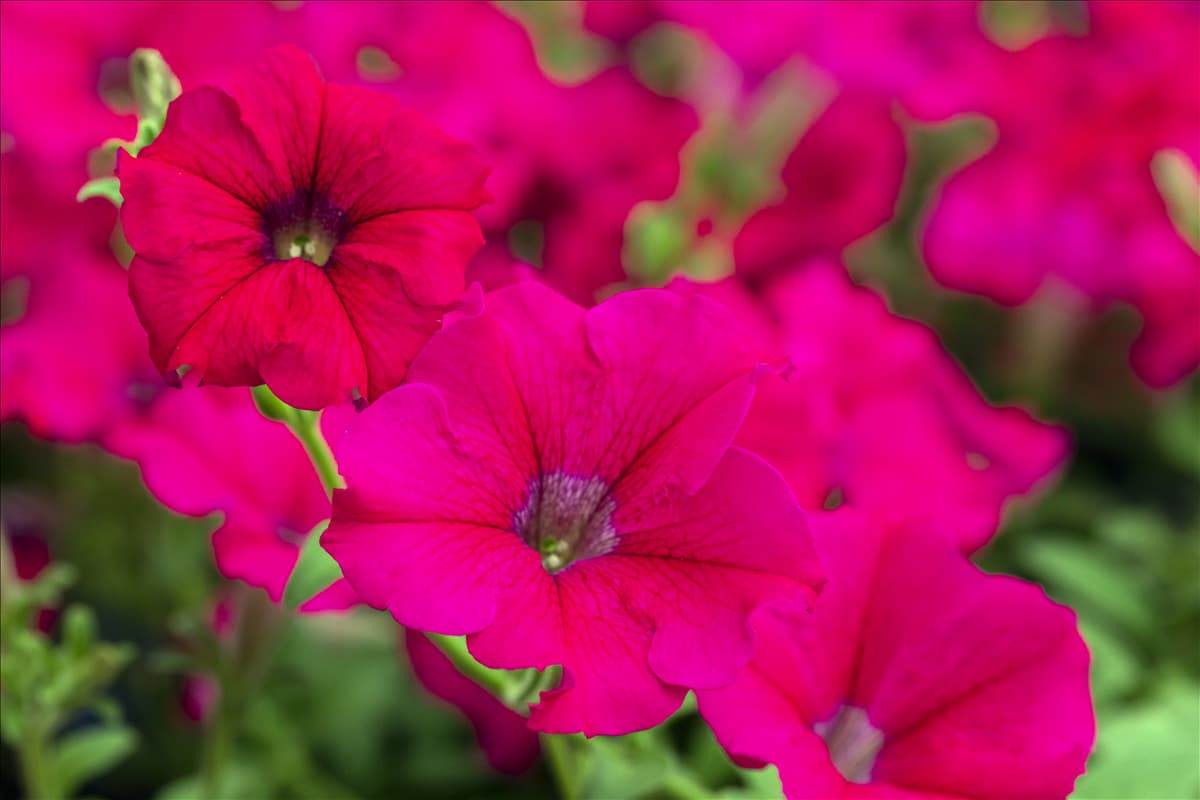 Petunia 'AlpeTunia'®