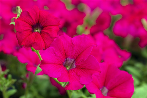 Petunia 'AlpeTunia'®