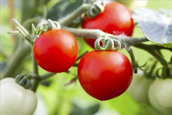 Solanum lycopersicum