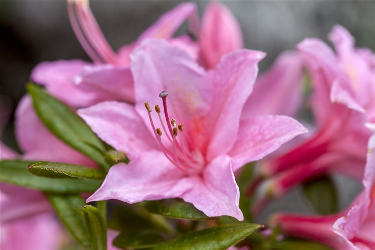 Rhododendron luteum 'Jolie Madame'