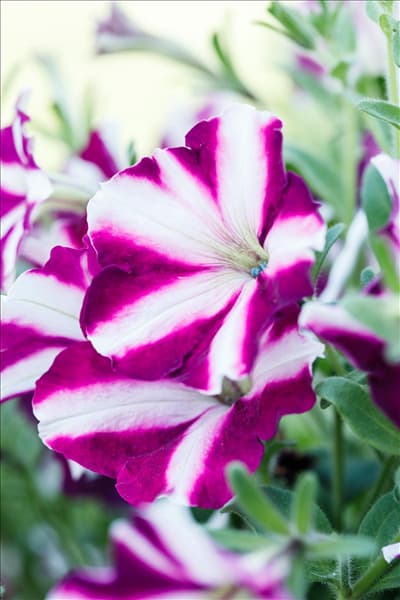 Petunia 'Amore™ Joy'