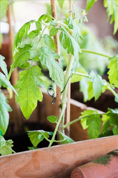 Tomaten Anzucht