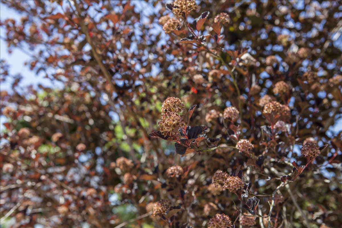 Physocarpus opulifolius