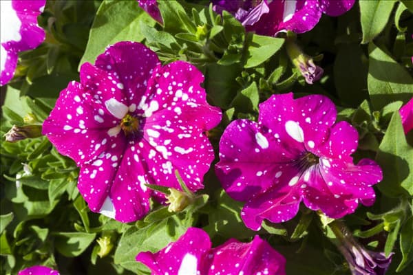 Petunia 'BabyDoll'®