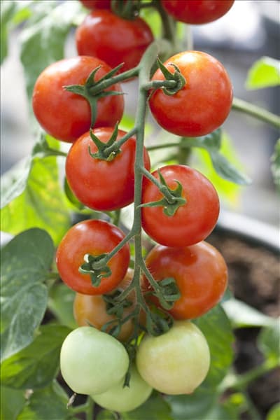 Solanum lycopersicum