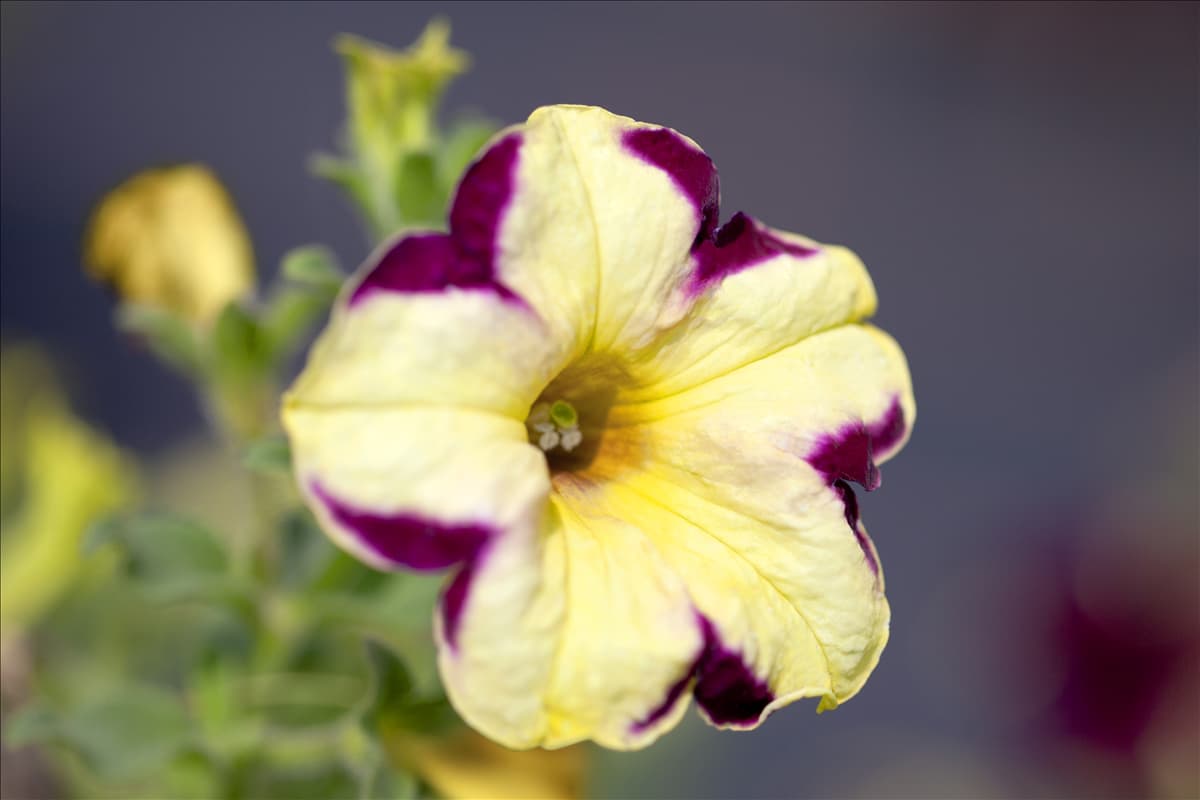 Petunia Crazytunia®