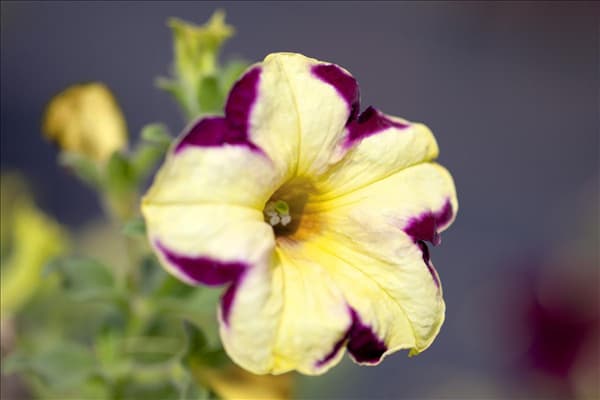Petunia Crazytunia®