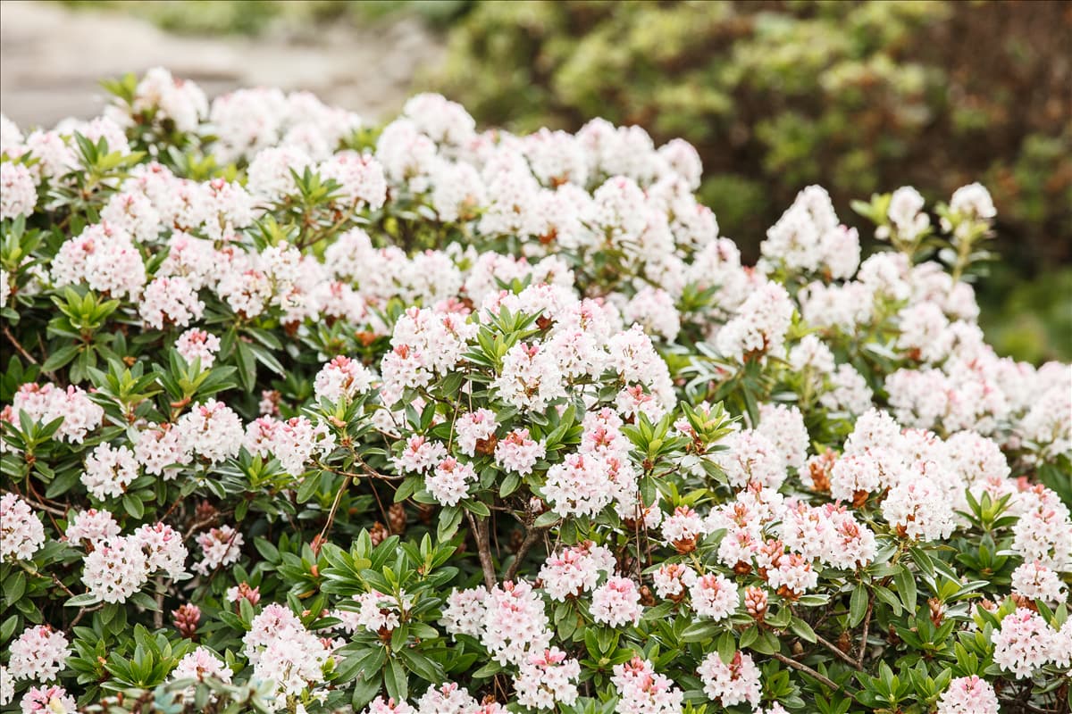 Rhododendron micranthum 'Bloombux'®