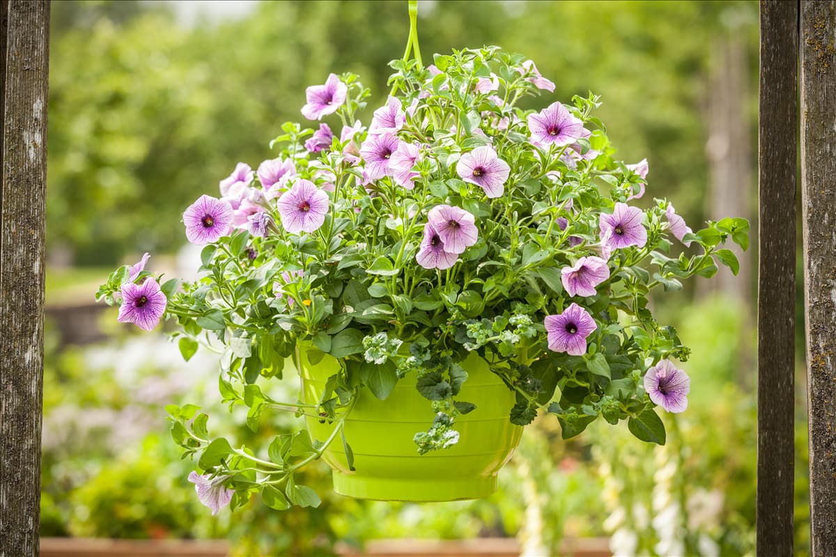 Petunia