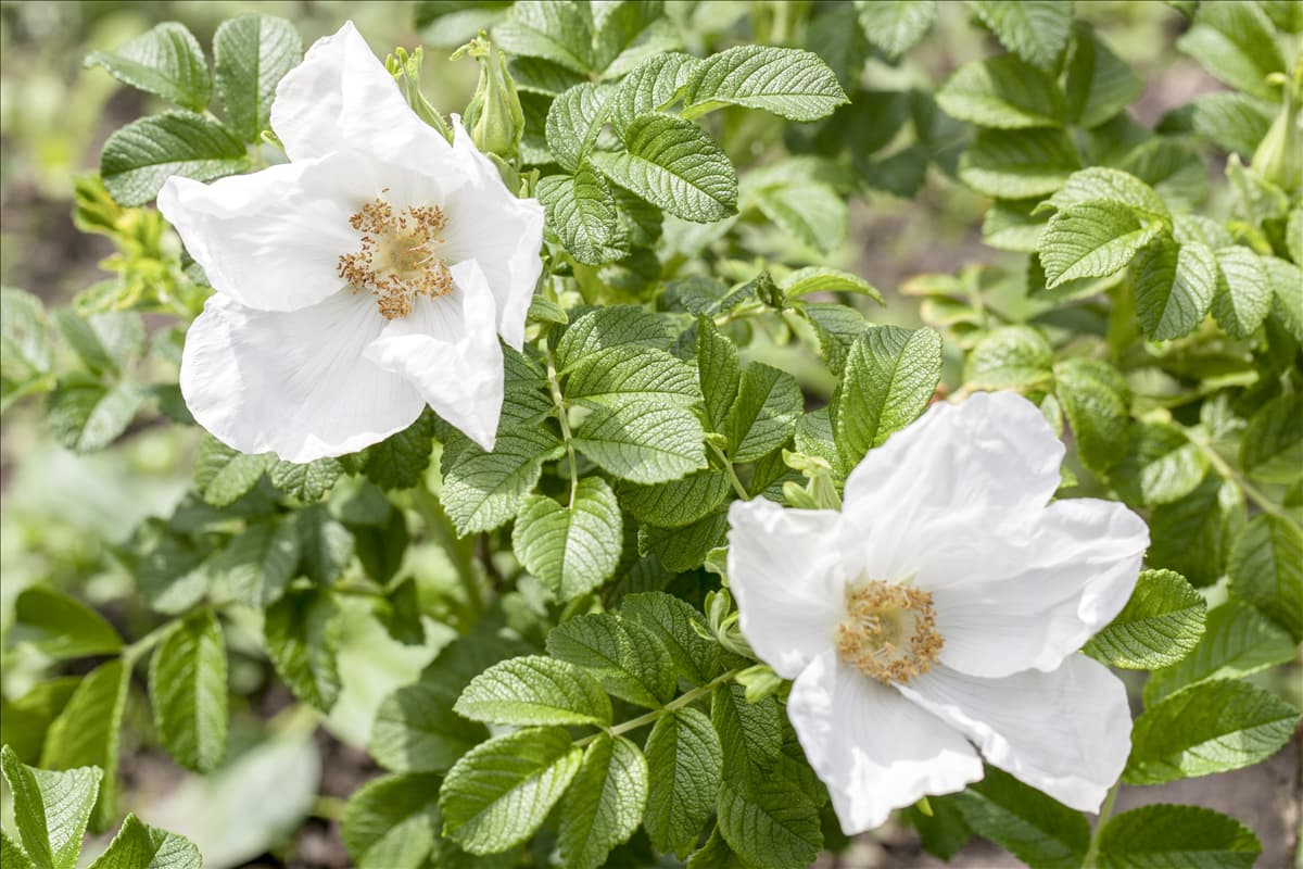 Rosa canina
