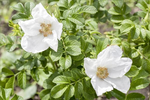 Rosa rugosa 'Alba'