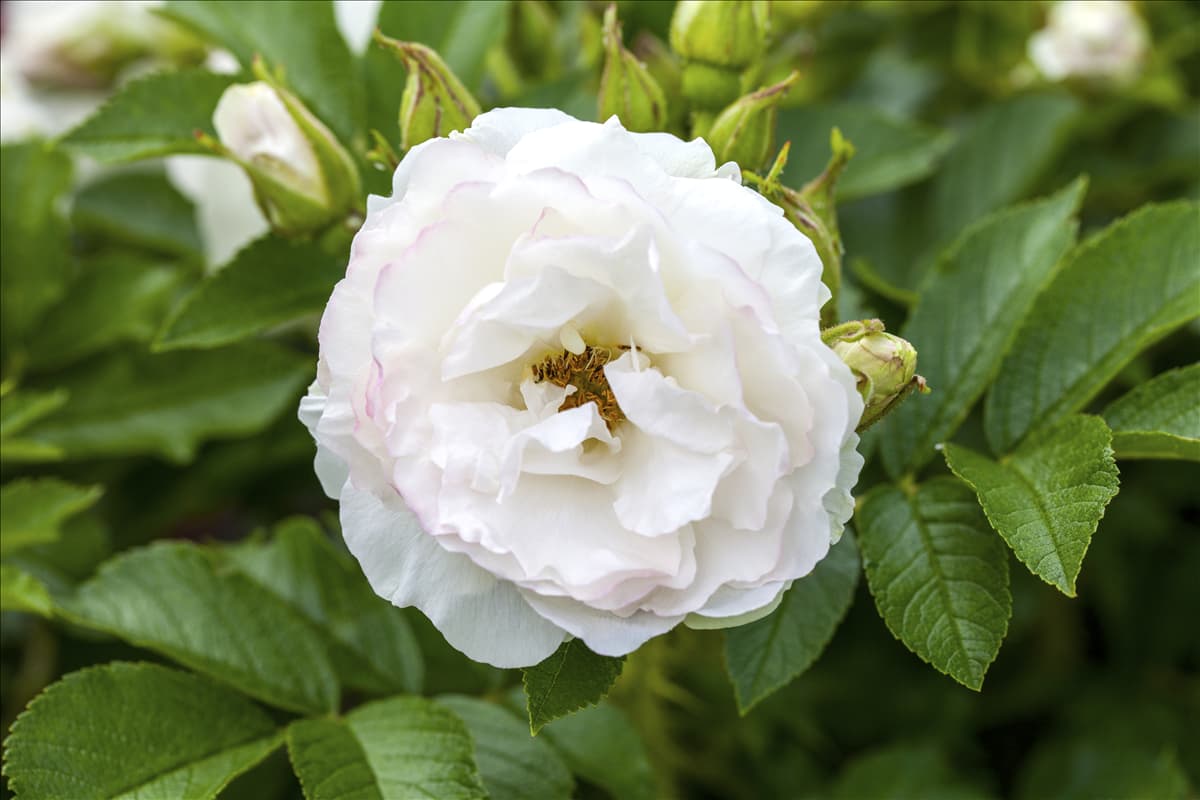 Rosa x centifolia