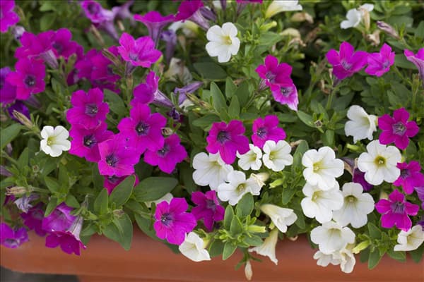 Petunia 'Littletunia'™